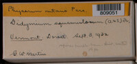 Physarum nutans image
